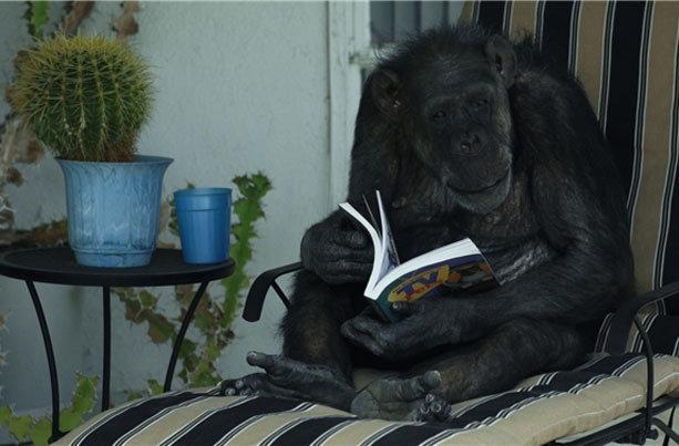 روایت زندگی شامپانزه تارزان در جشنواره سینماحقیقت