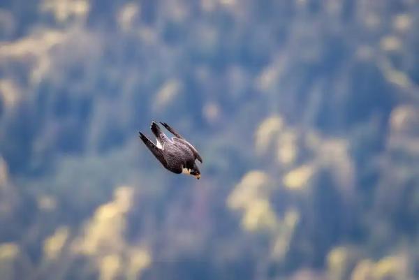 آشنایی با سریع ترین حیوان دنیا در هنگام شیرجه ، شاهین تیزپر (Peregrine Falcon)