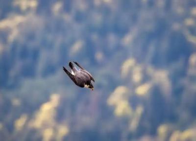 آشنایی با سریع ترین حیوان دنیا در هنگام شیرجه ، شاهین تیزپر (Peregrine Falcon)